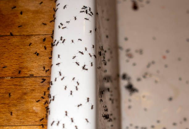 Best Ant Control Services  in Vicksburg, MI